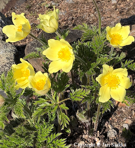  Pulsatilla alpina sulphurea